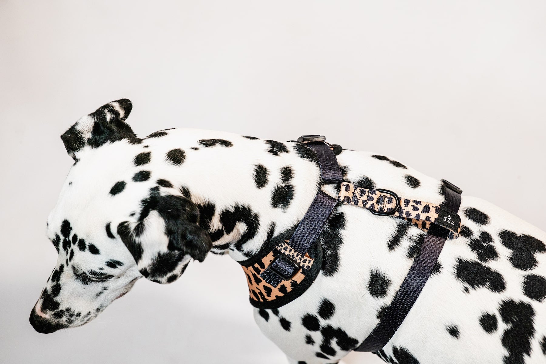 Leopard Print Designer Dog Harness, R4dogs Inc.