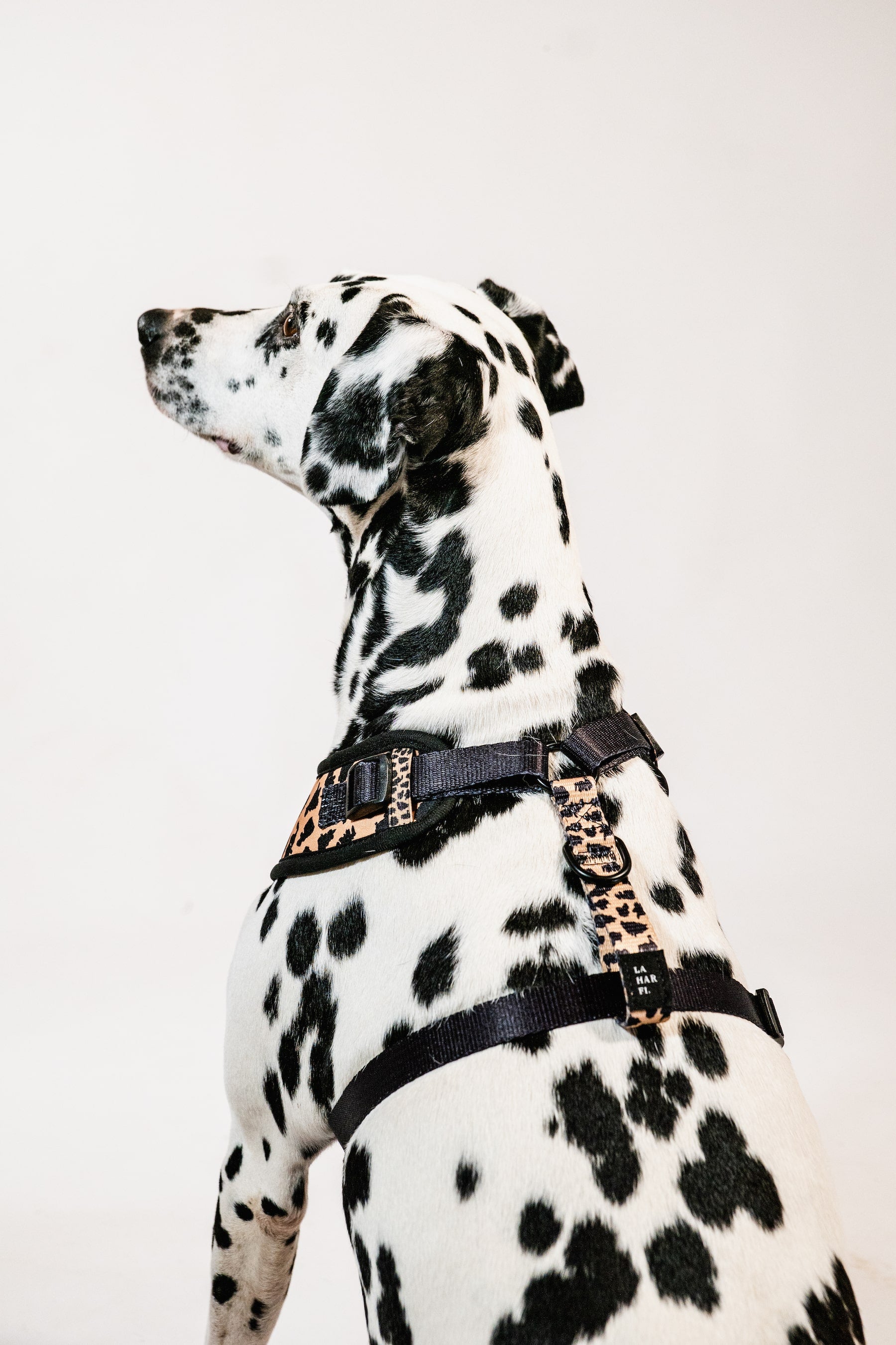 Leopard Print Design Lightweight Dog Harness